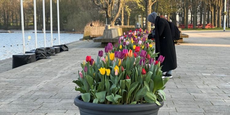 Tulipomania: si lulja nga Perandoria Osmane i magjepsi holandezët në shekullin e 16-të