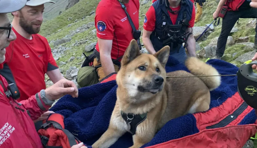 Operacion shpëtimi mbi katër orë, për të zbritur nga mali më i lartë i Anglisë qenushen 33-kilogramëshe