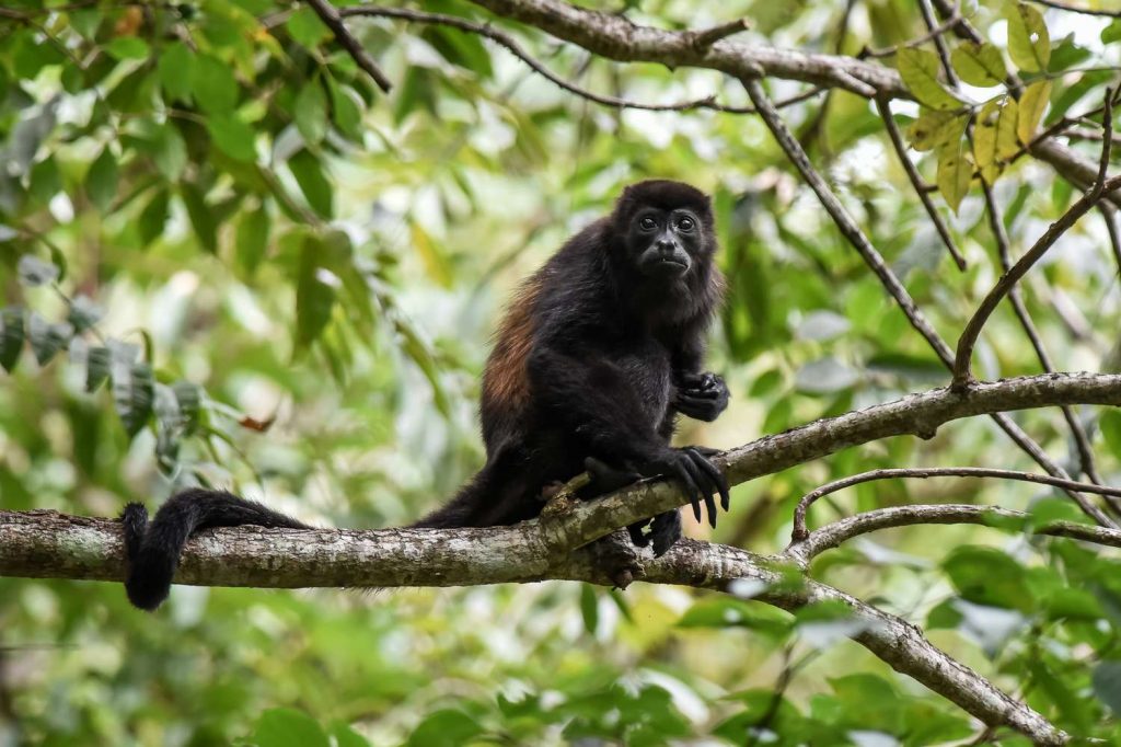 MEKSIKË – Majmunët ulëritës bien të vdekur nga pemët për shkak të të nxehtit