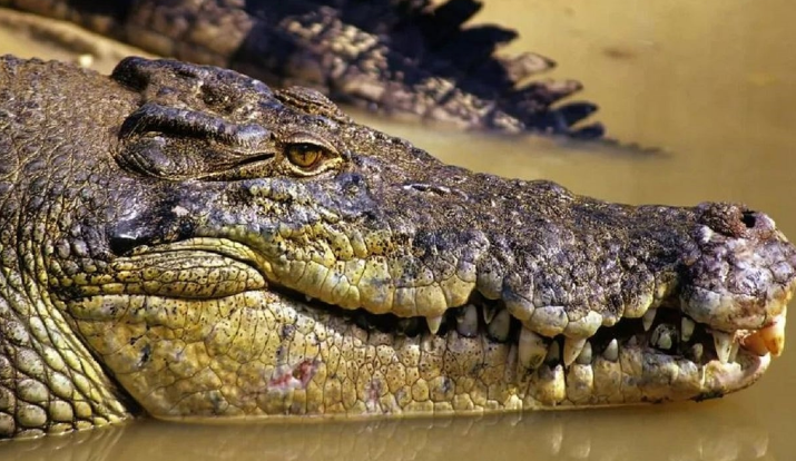 Doli për peshkim dhe u zhduk, trupi i australianit gjendet brenda një krokodili