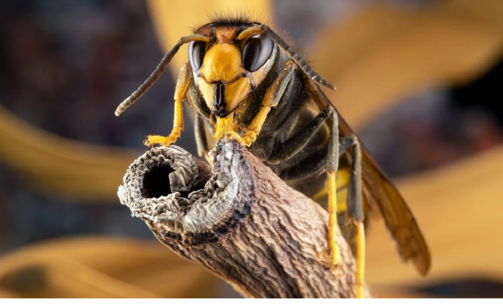 Ekspertët paralajmërojnë anglezët, për shfaqjen e një insekti vdekjeprurës në kopshtet e tyre