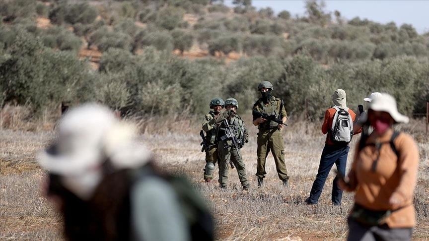 Kolonët izraelitë presin qindra pemë shekullore ulliri të palestinezëve në Bregun Perëndimor